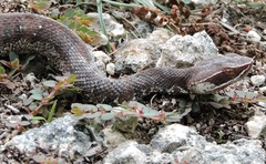 Agkistrodon russeolus