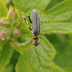 Cantharis