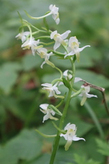 Platanthera chlorantha