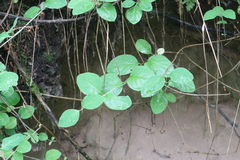Lonicera caprifolium