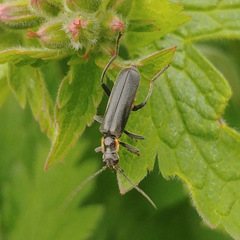 Cantharis