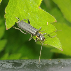 Cantharis