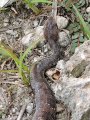 Agkistrodon russeolus