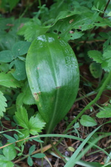 Platanthera chlorantha