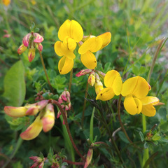Lotus corniculatus