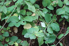 Lonicera caprifolium