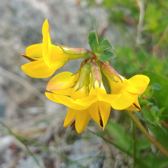 Lotus corniculatus