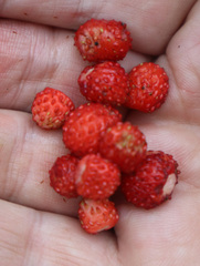 Fragaria vesca