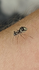 Mesopsocus unipunctatus