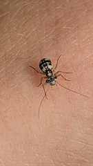 Mesopsocus unipunctatus