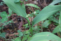 Convallaria majalis