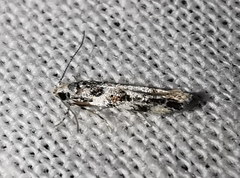 Parachronistis albiceps
