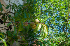 Prunus persica persica