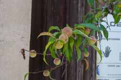 Prunus persica persica