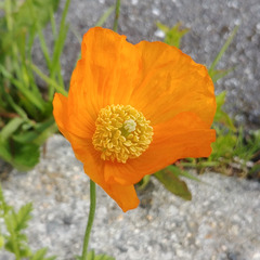 Papaver