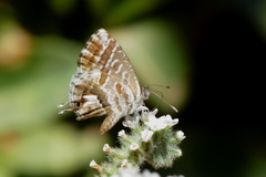 Cacyreus marshalli