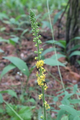 Agrimonia eupatoria