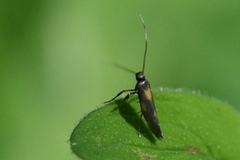 Euspilapteryx auroguttella
