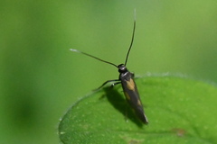 Euspilapteryx auroguttella