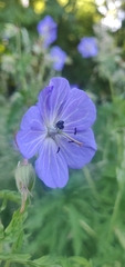 Geranium pratense