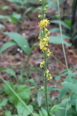 Agrimonia eupatoria
