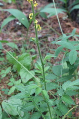 Agrimonia eupatoria