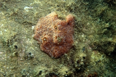 Aplidium nordmanni