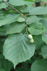 Corylus avellana
