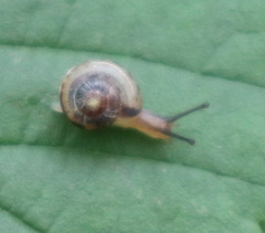 Fruticicola fruticum