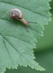 Fruticicola fruticum