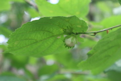 Corylus avellana