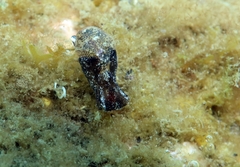 Haminoea exigua