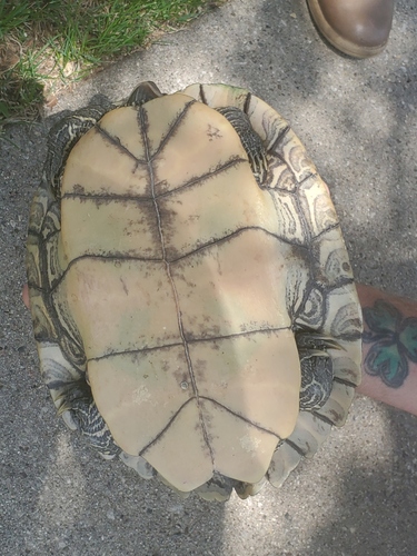 Northern Map Turtle