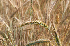 Triticum durum