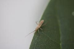 Stenodema trispinosum