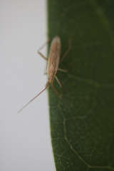 Stenodema trispinosum