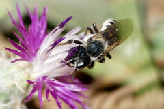 Megachile