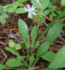 Silene nutans