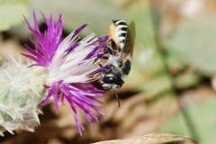 Megachile