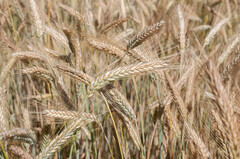 Triticum durum