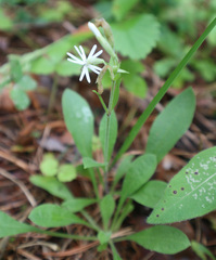 Silene nutans