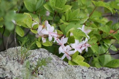 Rhododendron arborescens