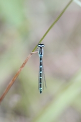Coenagrion