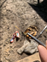 Heliconius numata tarapotensis