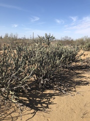 Cylindropuntia calmalliana