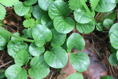 Pyrola rotundifolia