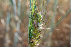Fusarium