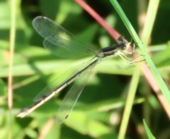 Lestes unguiculatus