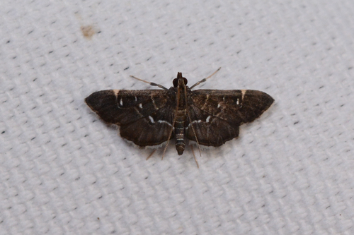 Recondite and Harlequin Webworm Moths photo 5