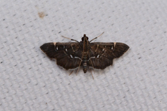 Diathrausta reconditalis